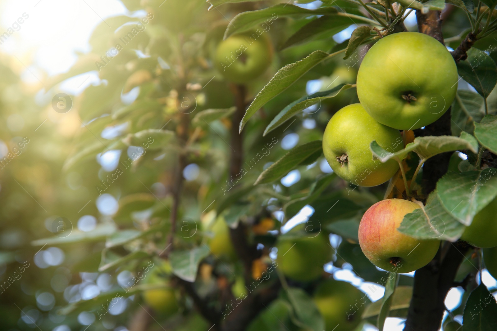 Photo of Ripe apples on tree branch in garden. Space for text