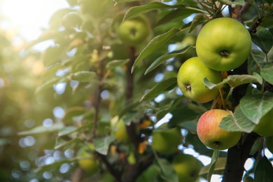 Ripe apples on tree branch in garden. Space for text