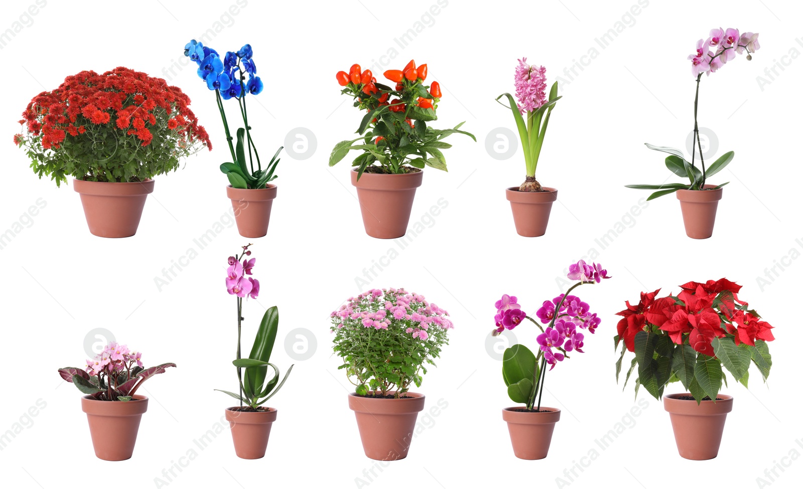 Image of Set of different blooming plants in flower pots on white background. Banner design