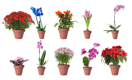 Image of Set of different blooming plants in flower pots on white background. Banner design