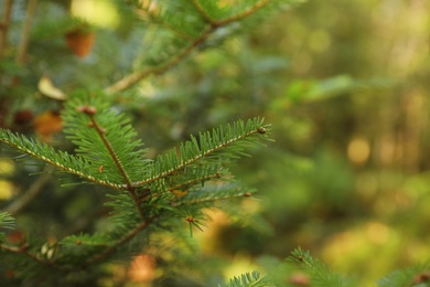 Beautiful fir with green branches in forest, closeup