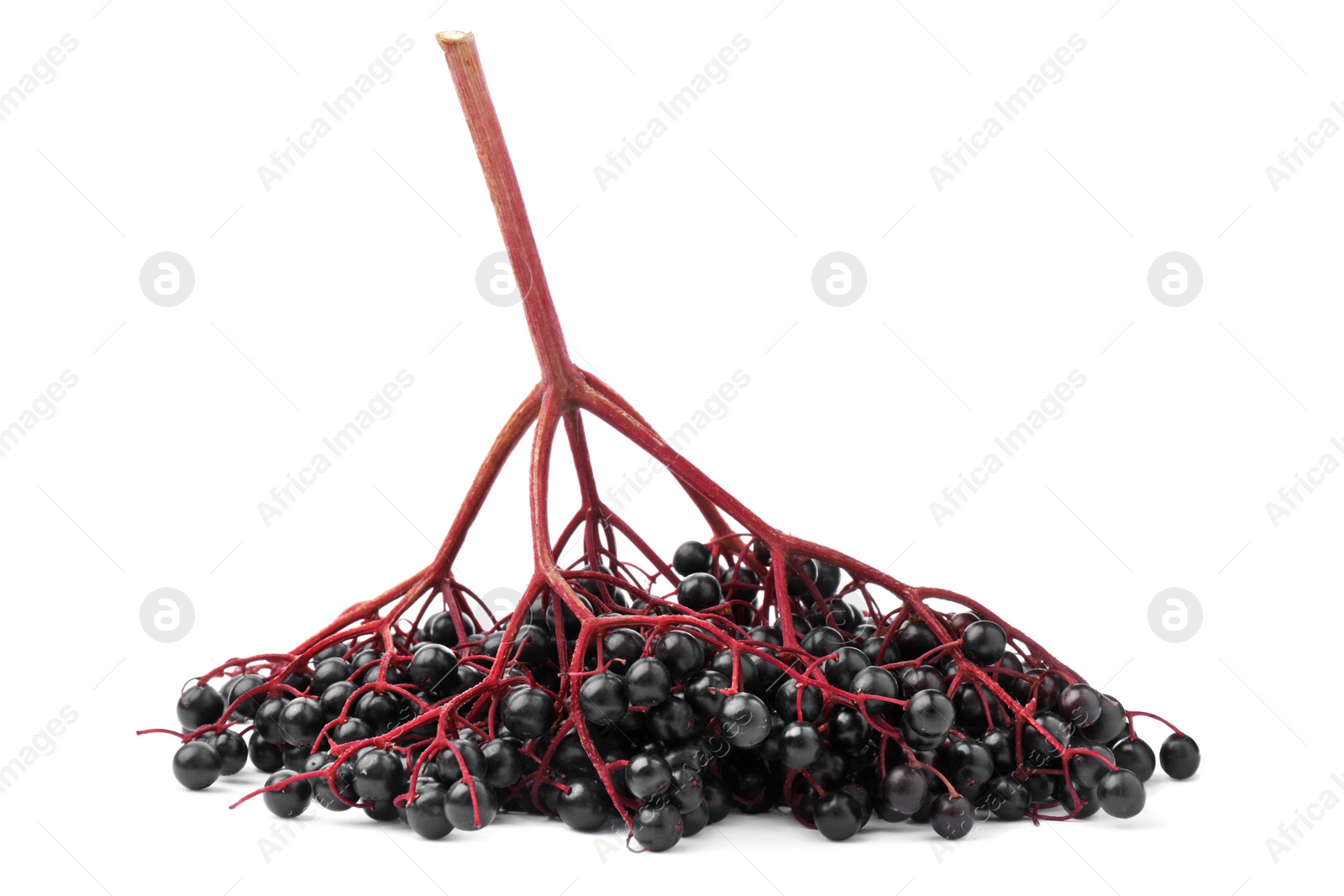 Photo of Bunch of ripe elderberries on white background