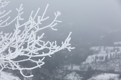 Beautiful tree branches covered with snow on winter day, closeup. Space for text