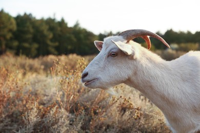 Photo of Farm animal. White goat grazing on pasture in countryside, space for text