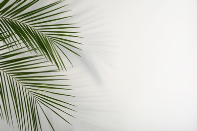 Photo of Fresh tropical date palm leaf on light background