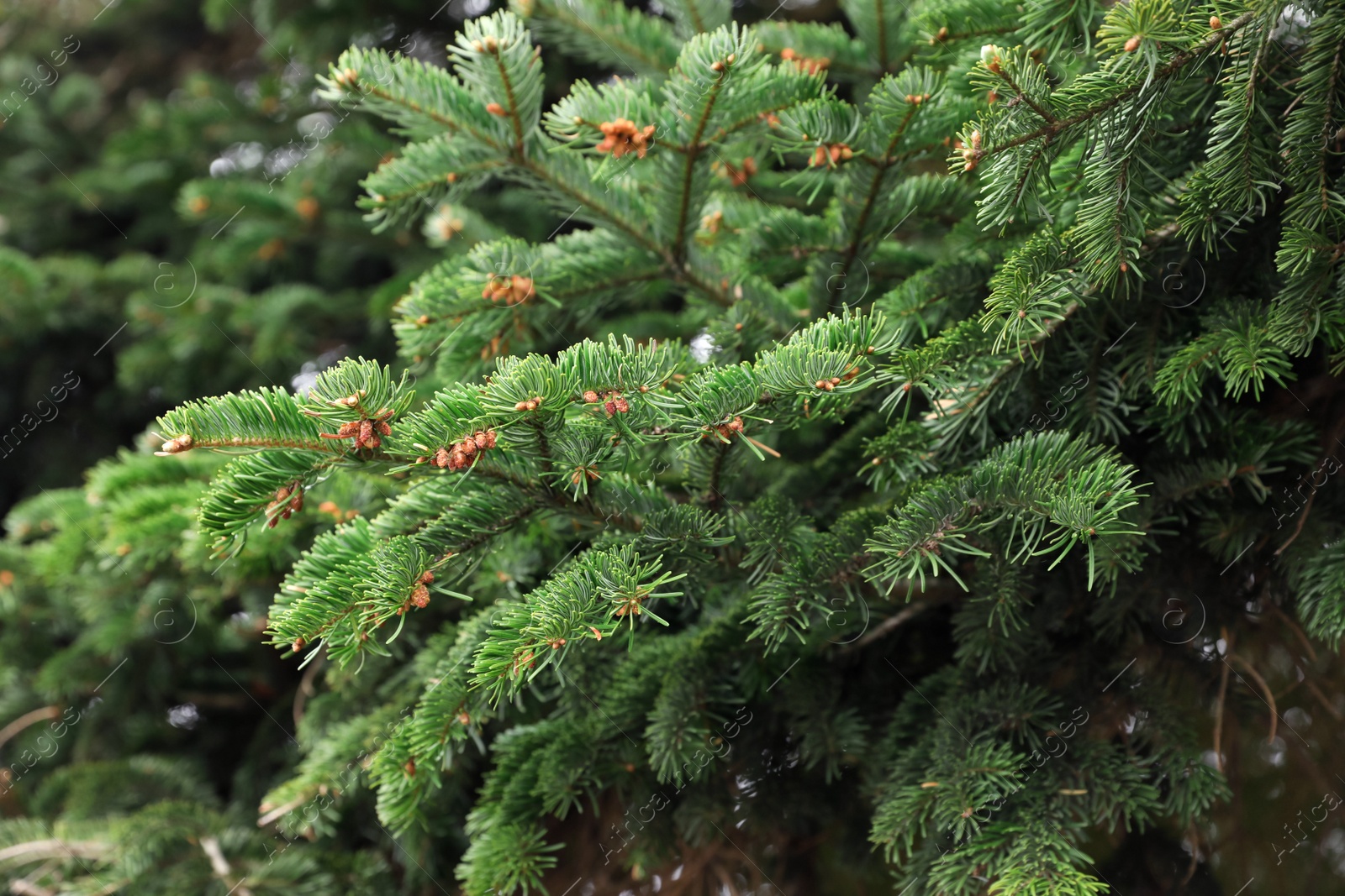 Photo of Closeup view of beautiful conifer tree with green branches