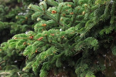 Closeup view of beautiful conifer tree with green branches