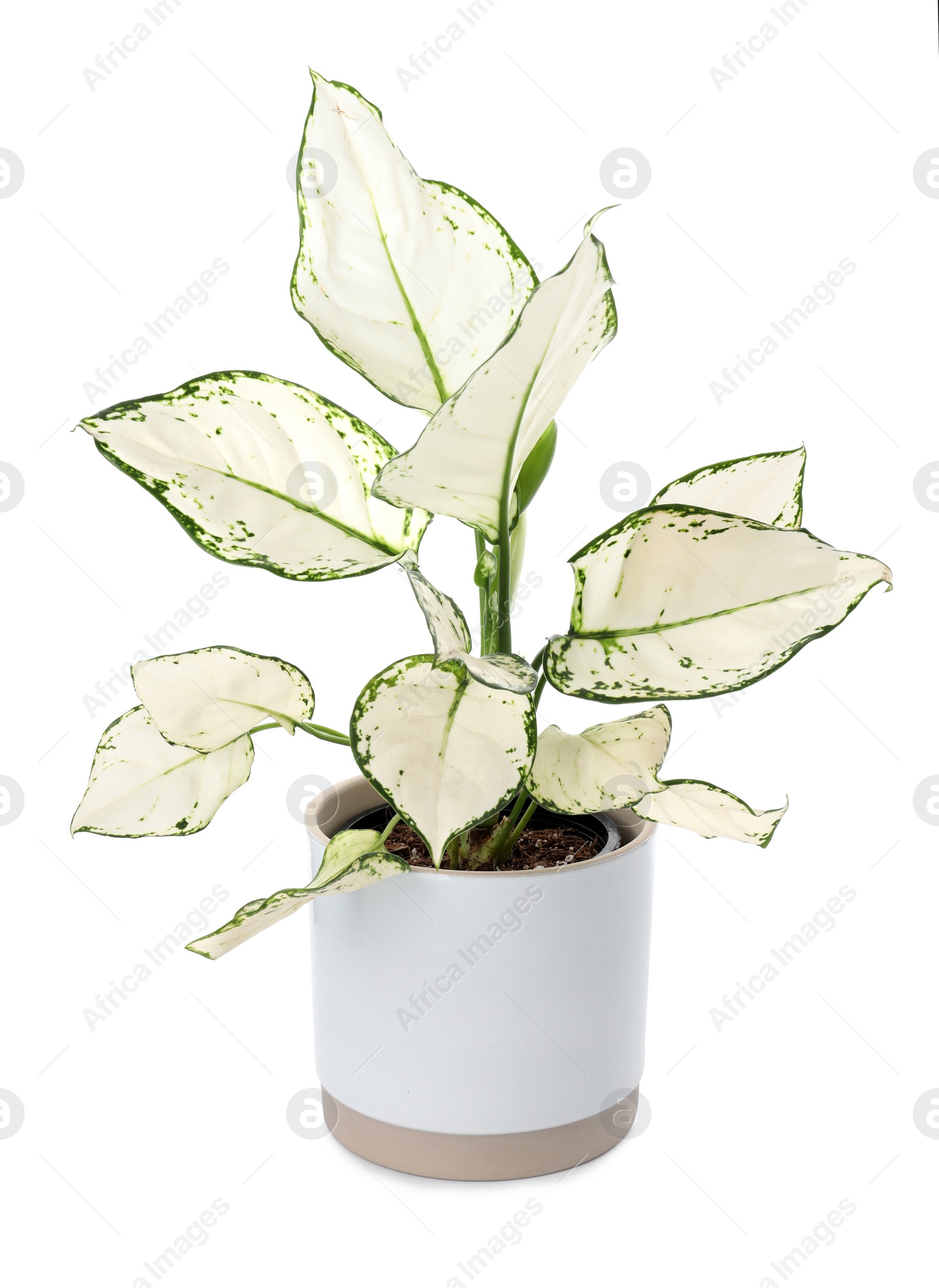 Photo of Beautiful Aglaonema plant in flowerpot isolated on white. House decor