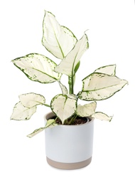 Beautiful Aglaonema plant in flowerpot isolated on white. House decor