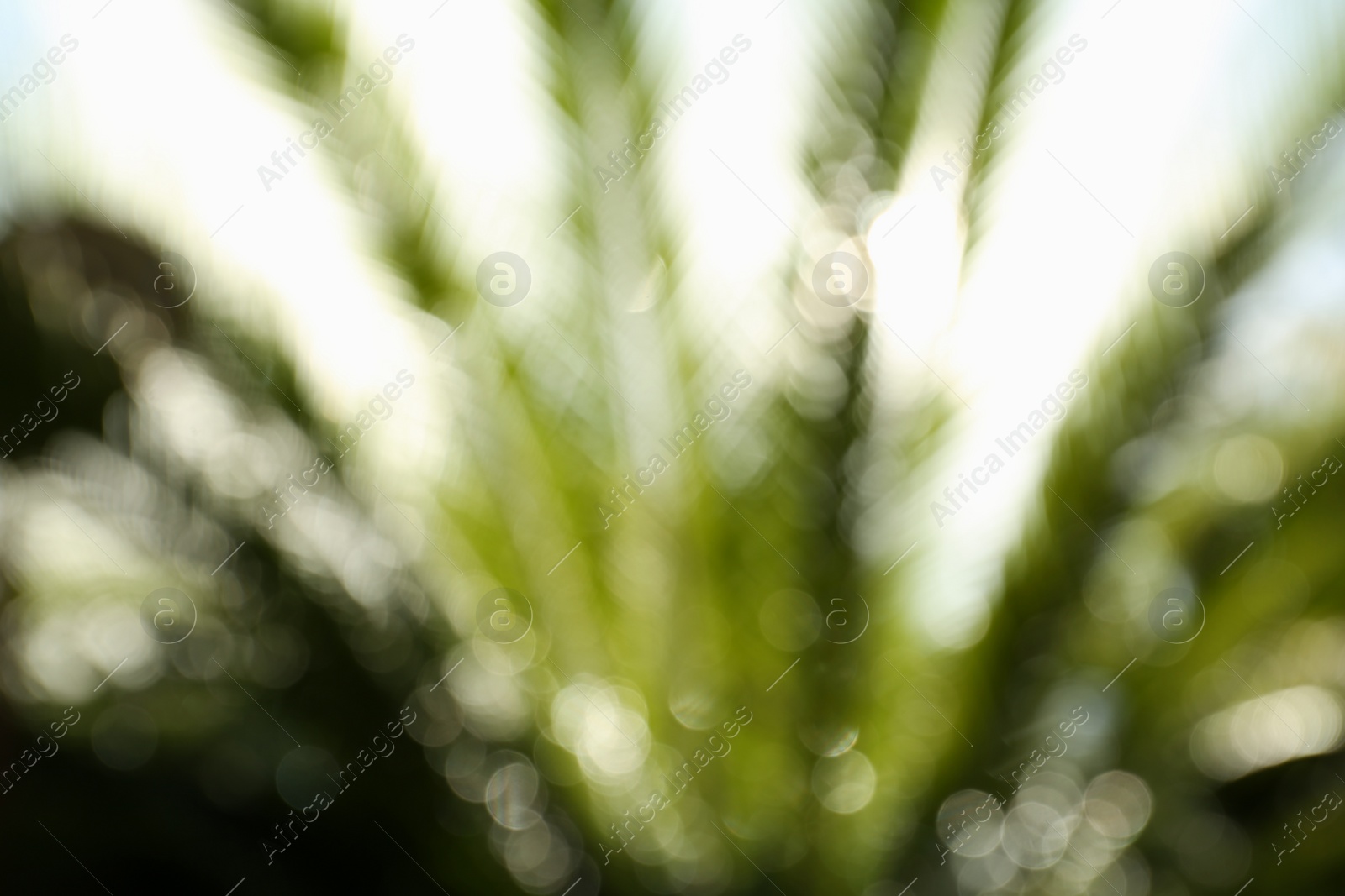 Photo of Blurred view of palm leaves on sunny day outdoors. Bokeh effect