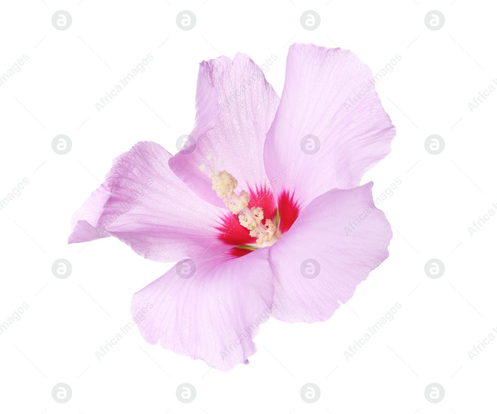 Photo of Beautiful tropical Hibiscus flower on white background