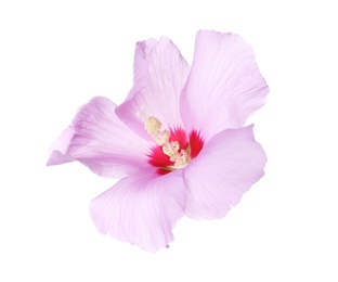 Photo of Beautiful tropical Hibiscus flower on white background