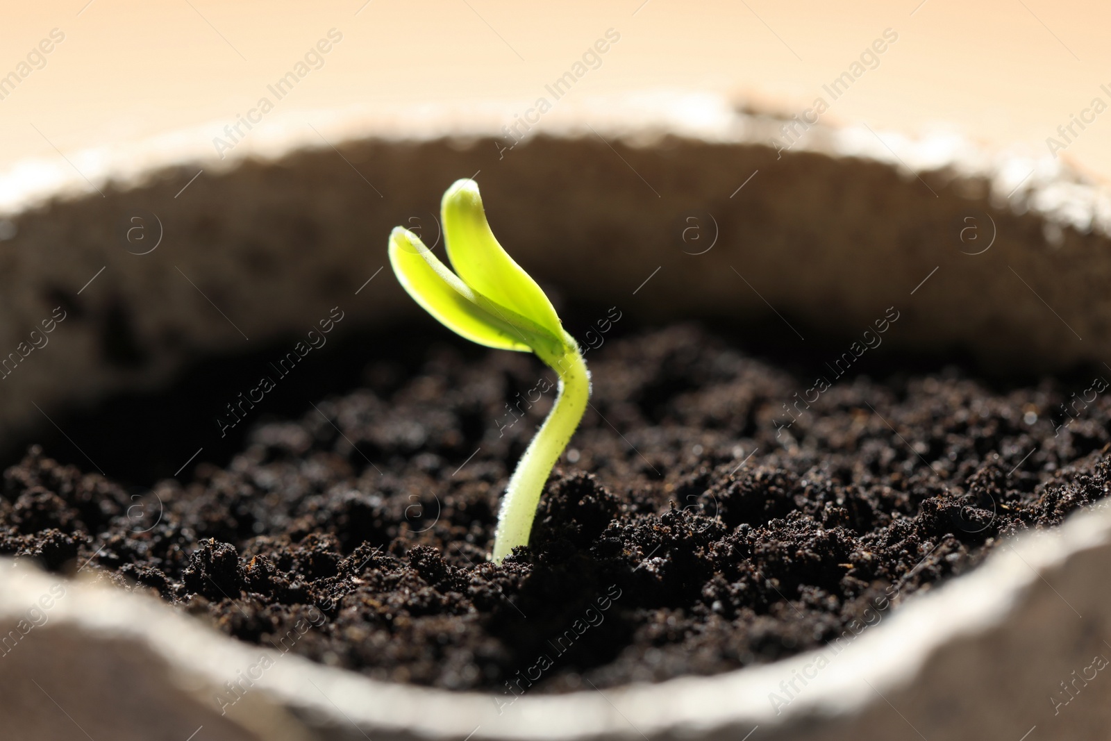 Photo of Pot with little green seedling growing in soil, closeup