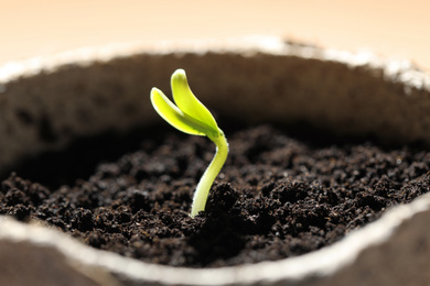 Photo of Pot with little green seedling growing in soil, closeup