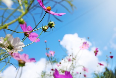 Beautiful cosmos flowers against blue sky. Meadow plant