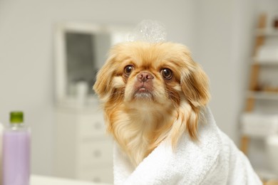 Cute Pekingese dog with towel and shampoo bubbles on head in bathroom. Pet hygiene
