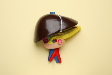 Photo of Model of liver on beige background, top view