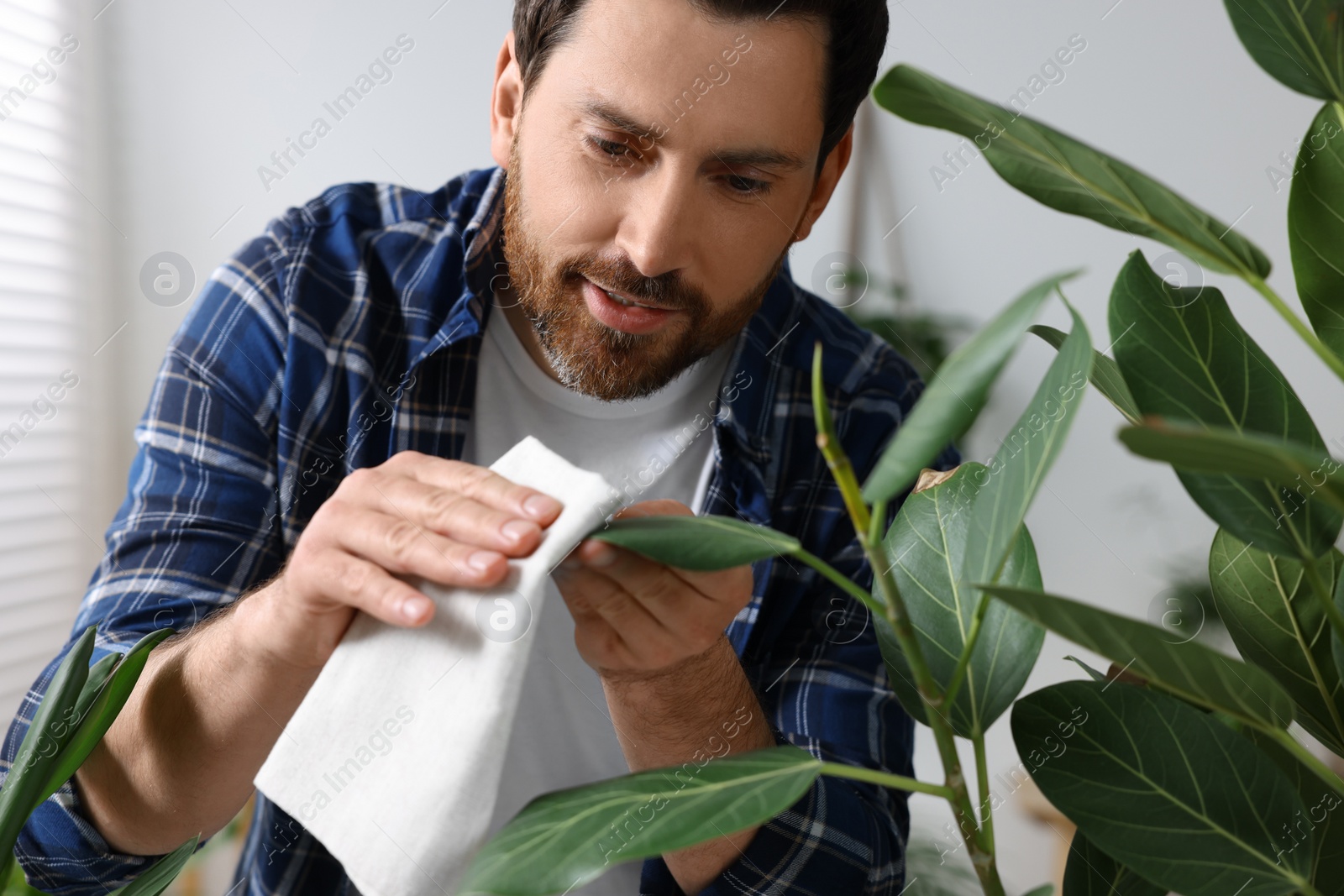 Photo of Man wiping leaves of beautiful potted houseplants with cloth indoors