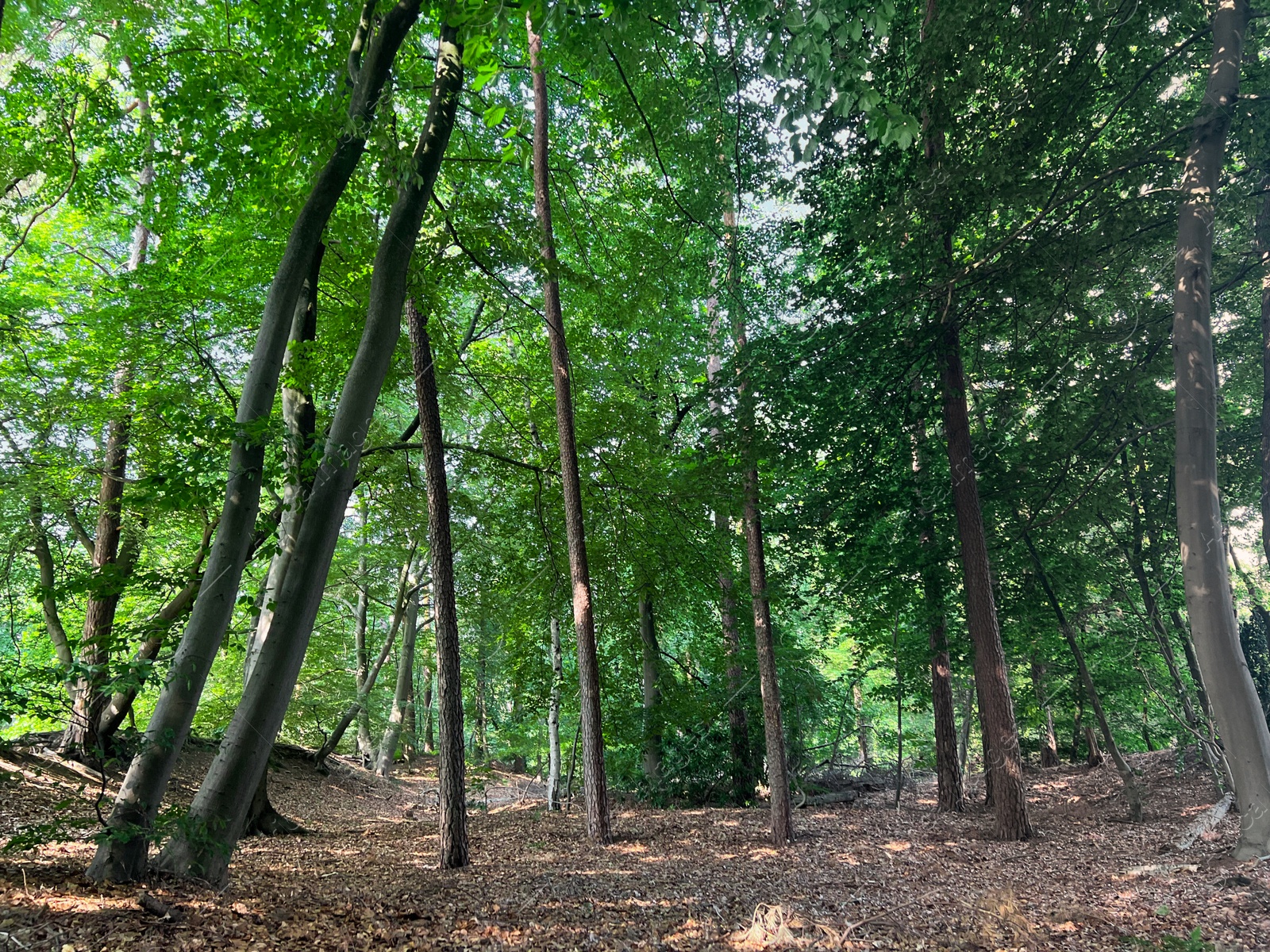 Photo of Beautiful green trees in forest on sunny day