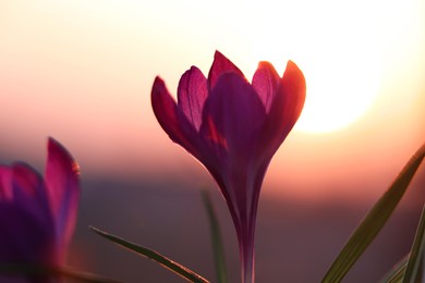 Fresh purple crocus flowers growing in spring morning at sunrise, closeup