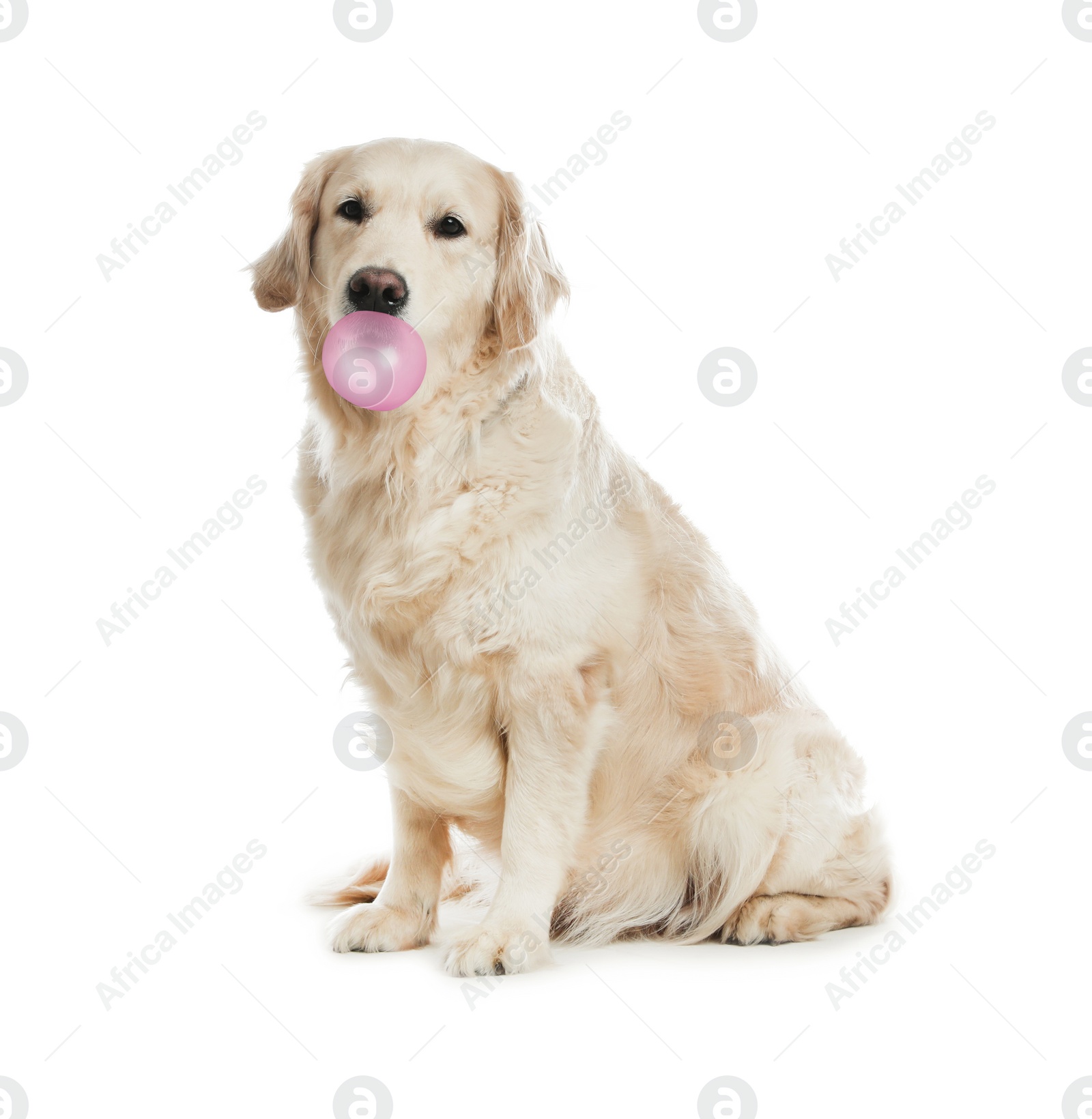 Image of Cute Golden Retriever dog with bubble of chewing gum on white background