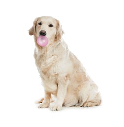 Image of Cute Golden Retriever dog with bubble of chewing gum on white background
