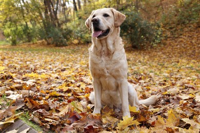 Cute Labrador Retriever dog on fallen leaves in sunny autumn park