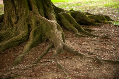 Tree roots visible through soil in forest