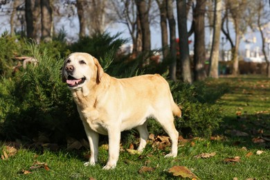 Photo of Yellow Labrador in park on sunny day