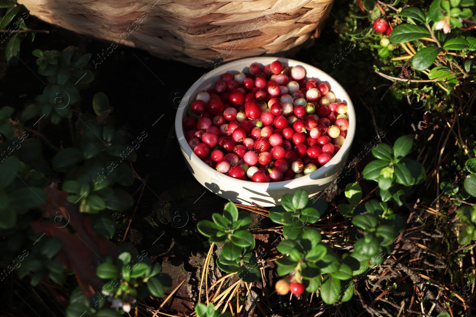 Photo of Bowl of delicious ripe red lingonberries outdoors