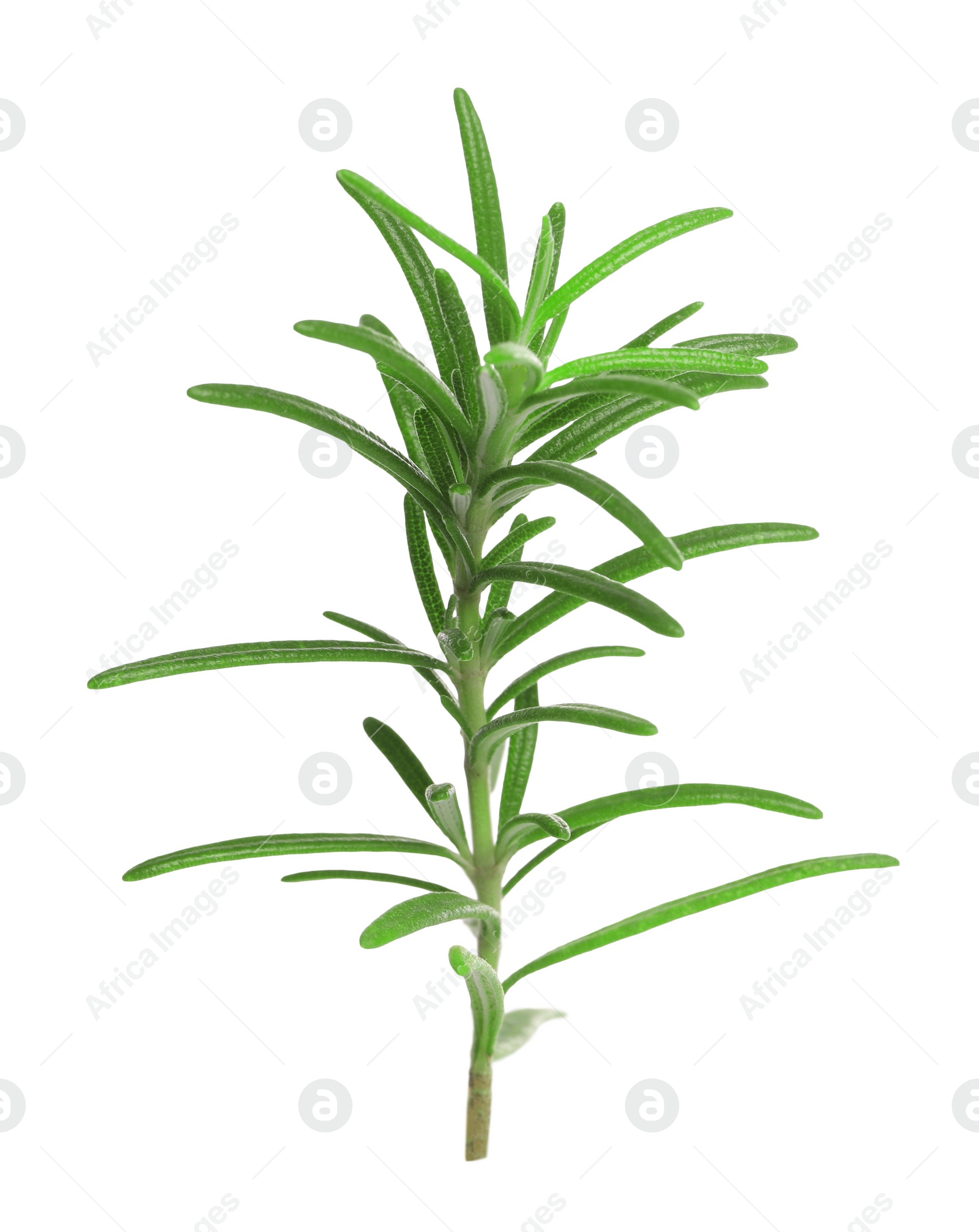 Photo of Sprig of fresh rosemary isolated on white