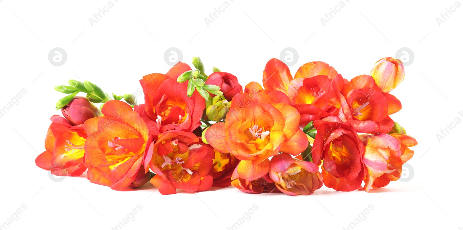 Photo of Beautiful spring freesia flowers isolated on white