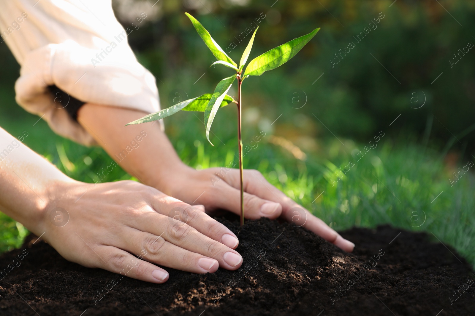 Photo of Woman planting young tree in garden, closeup