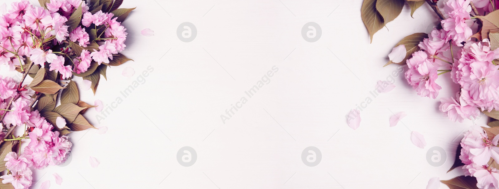 Image of Sakura tree branches with blossoms on white wooden background, banner design. Springtime