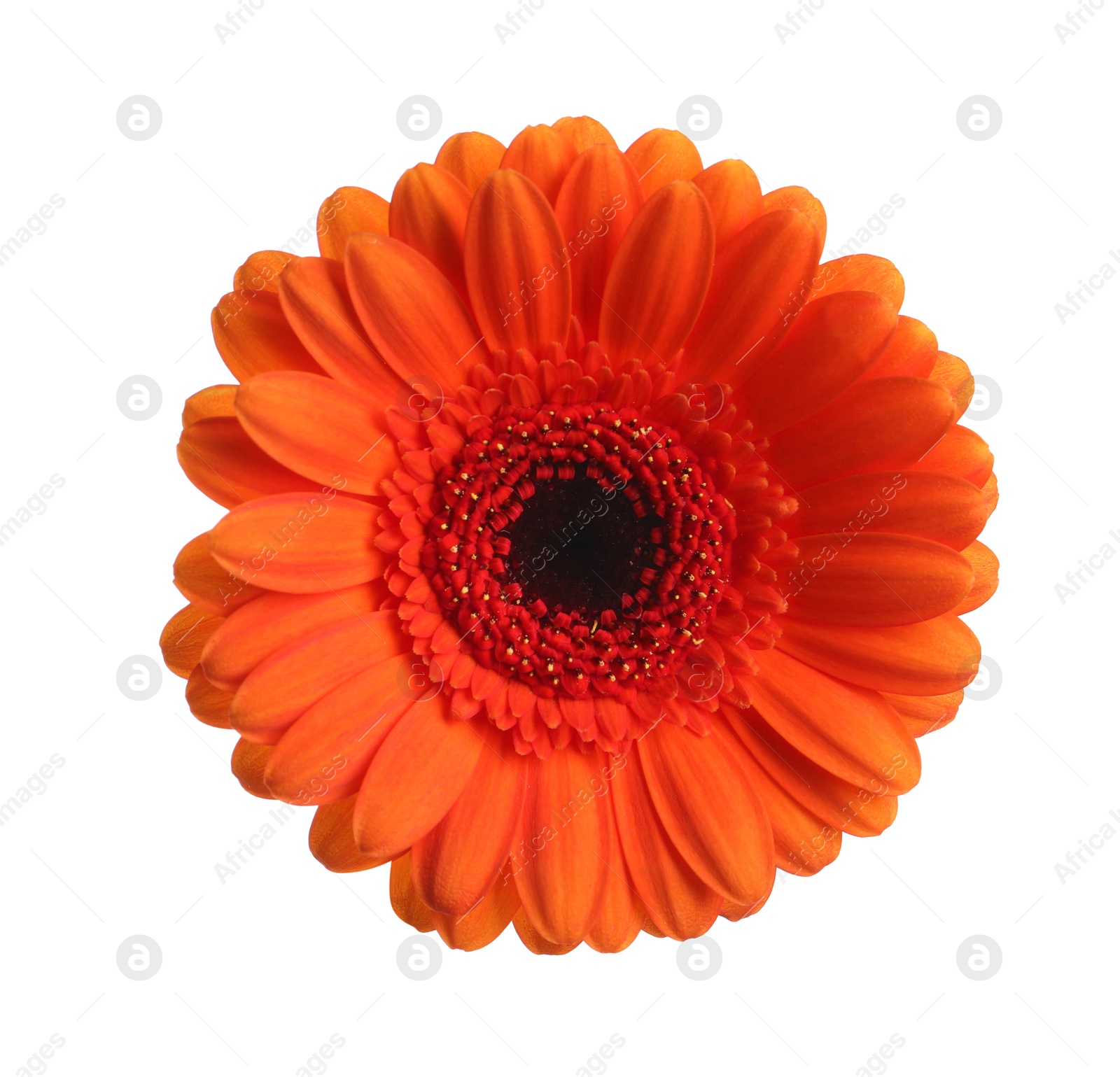 Photo of Beautiful orange gerbera flower isolated on white