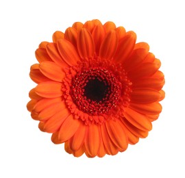 Photo of Beautiful orange gerbera flower isolated on white