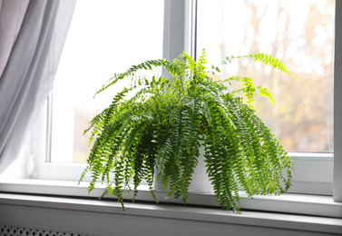 Photo of Beautiful potted fern plant on windowsill at home