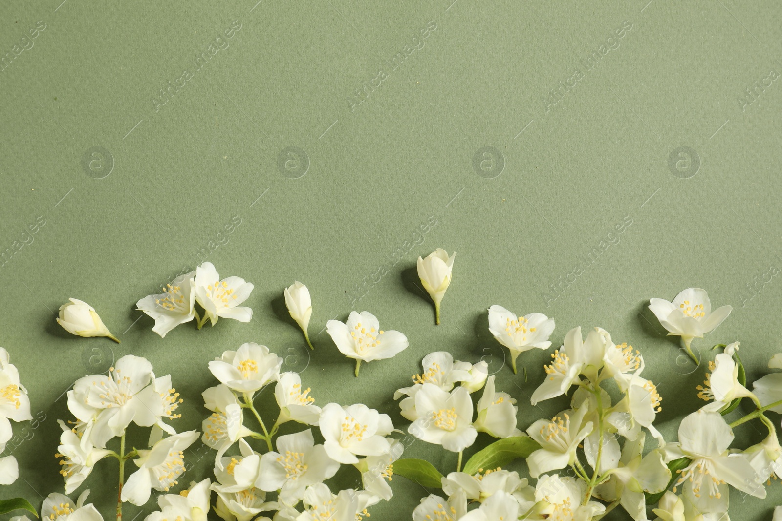 Photo of Beautiful jasmine flowers on pale green background, flat lay. Space for text