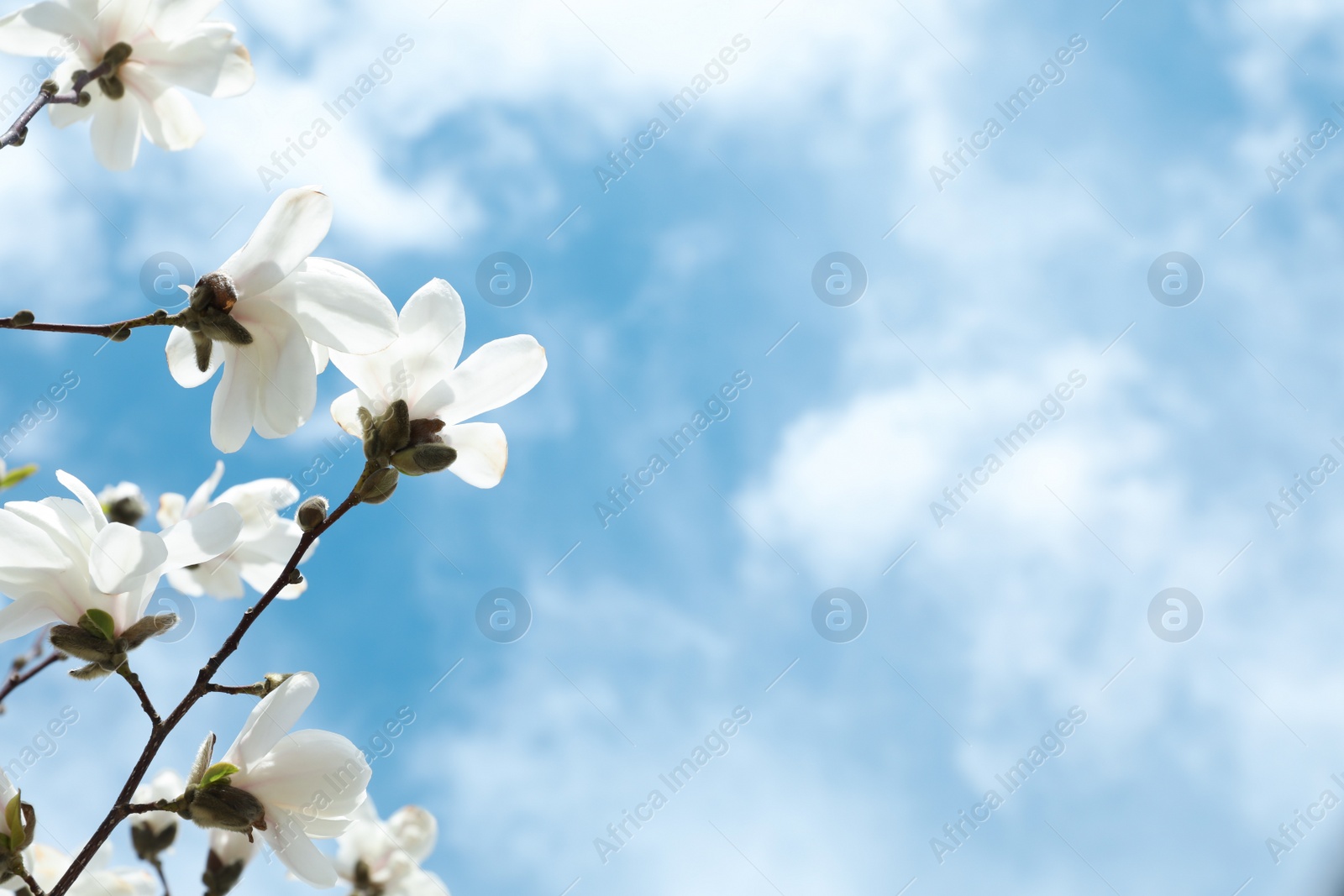 Photo of Closeup view of beautiful blossoming magnolia tree against blue sky. Space for text