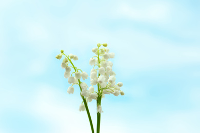 Photo of Beautiful lily of the valley flowers on light background