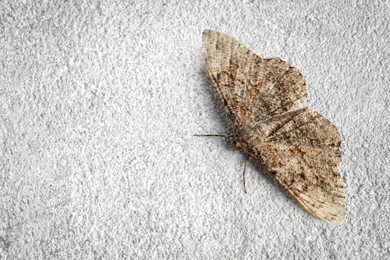 Photo of Alcis repandata moth on white textured background, space for text