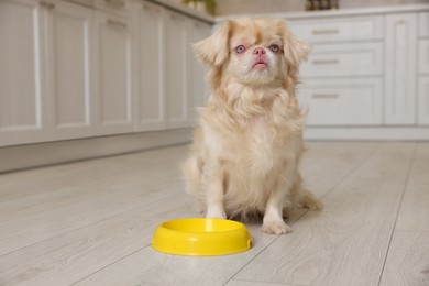 Photo of Cute Pekingese dog near pet bowl in kitchen. Space for text