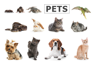 Image of Set of different pets on white background