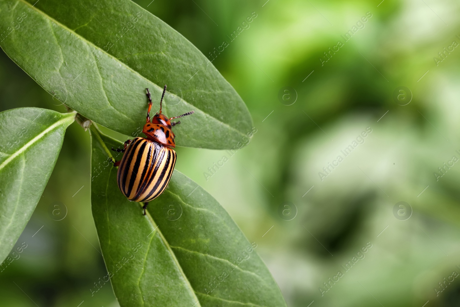 Photo of Colorado potato beetle on green plant against blurred background, closeup. Space for text