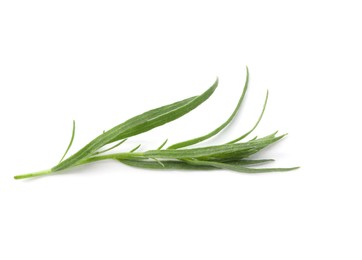 One sprig of fresh tarragon on white background