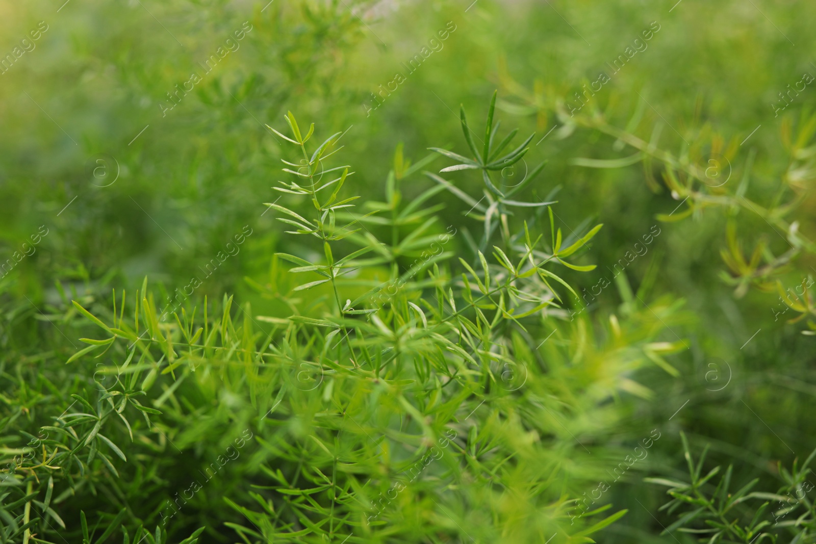 Photo of Fresh growing tropical plant, closeup. Home gardening