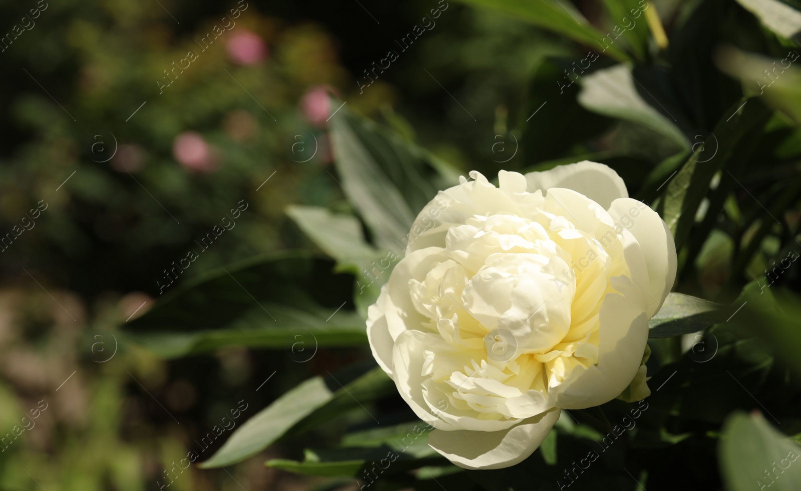 Photo of Closeup view of blooming white peony bush outdoors