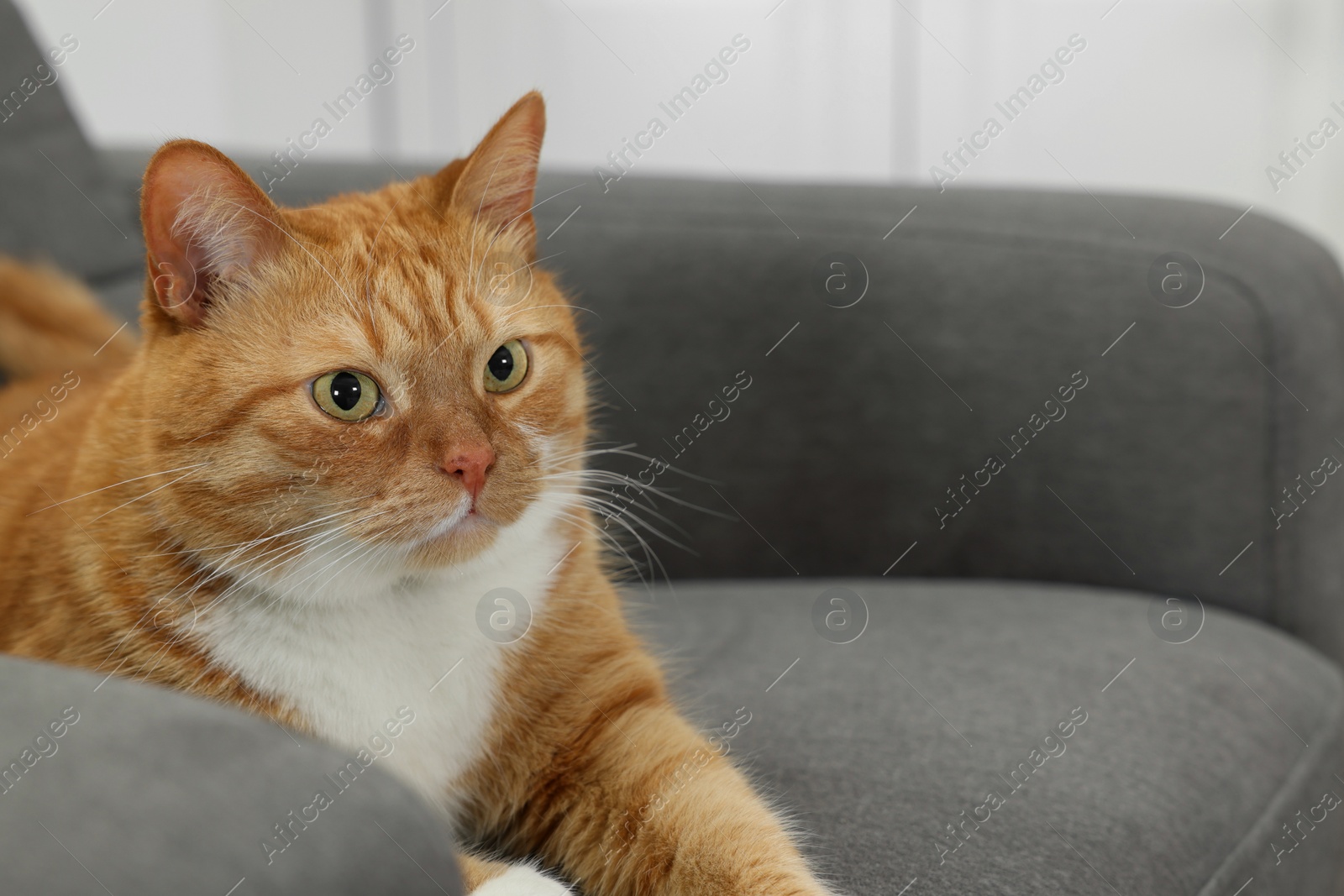 Photo of Cute ginger cat lying on armchair at home. Space for text