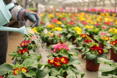 Woman watering flowers in greenhouse, space for text. Home gardening