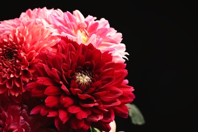 Photo of Beautiful dahlia flowers on black background, closeup. Space for text